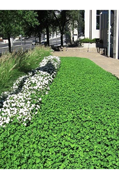 fidanistanbul Fare Kulağı Tohumu 250  gram