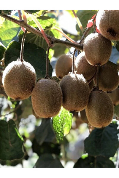 fidanistanbul Kivi Fidanı HAYWARD DİŞİ 3 yaş 100 cm Saksıda