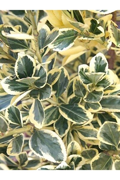 fidanistanbul Taflan Bitkisi Yuvarlak Yapraklı Alacalı Euonymus japonicus Bra...