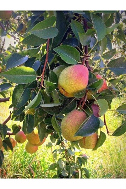 fidanistanbul Armut Fidanı Santa Maria 3 Yaş Saksıda