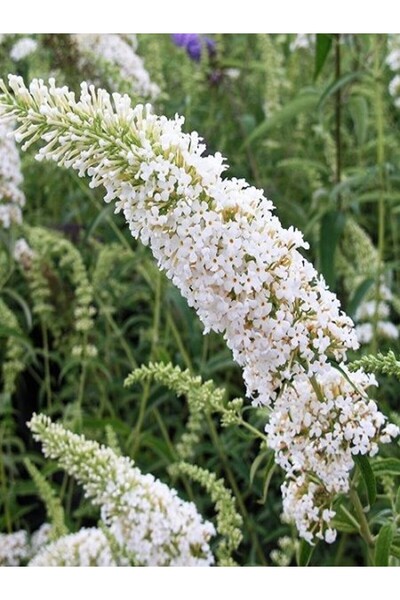 fidanistanbul Beyaz Kelebek Çalısı Buddleja davidii White Profusion İthal Büy...