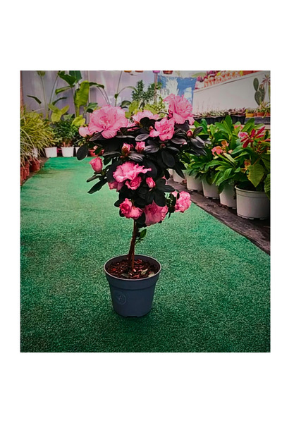 TroyaLab Pembe Baston Açelyası: Evinizde Romantik Bir Atmosfer Yaratın