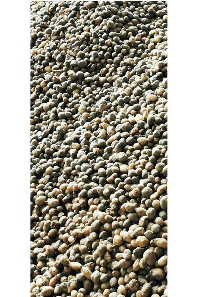 ZEYSEN TROPİKAL Salep  Tohumu, Yıkanmamış, Dikime Hazır (20 ADET)