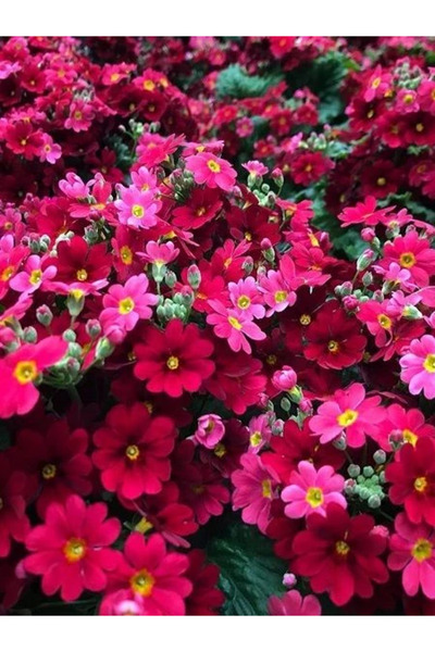 fidanistanbul Primula auricula Mart Çiçeği Kırmızı Renk Çiçek Tohumu Paket 50...