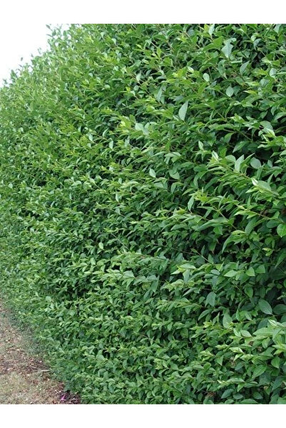 fidanistanbul Oval Yapraklı Kurtbağı Fidanı Ligustrum ovalifolium green Diamo...