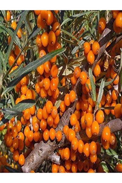 fidanistanbul Yalancı İğde Fidanı Hippophae rhamnoides Dişi 80 100 cm Saksıda