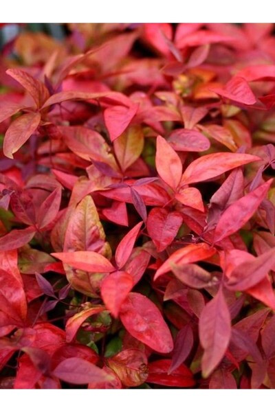 fidanistanbul Bordo Cennet Bambusu Nandina domestica Blush Pink Saksıda
