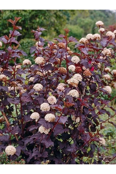 fidanistanbul Dokuzkabuk Çalısı Physocarpus opulifolius Diabolo Saksıda