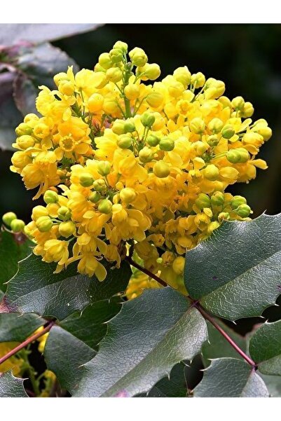 fidanistanbul Mahonya Çalısı Mahonia aquifolium 20 40 cm Saksıda
