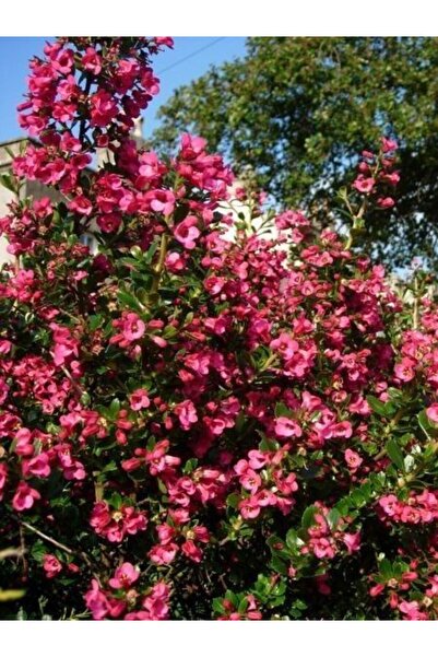 fidanistanbul Eskalonya Fidanı Escallonia cardinallis 20 40 cm Saksıda