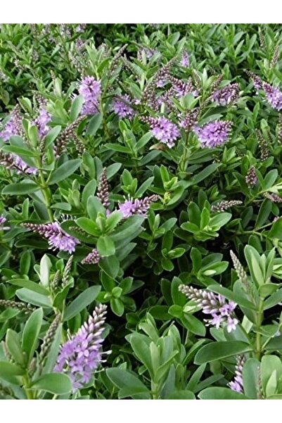 fidanistanbul Mor Yavşan Çalısı Hebe veronica Elliptica 20 cm Saksıda