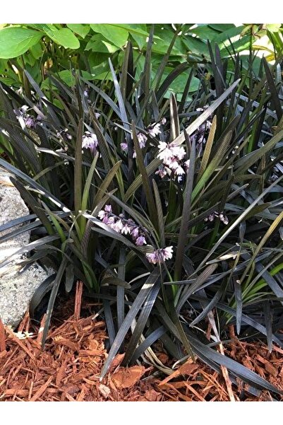 fidanistanbul Osmanlı Çimi Siyah Kara Çim Ophiopogon planiscapus Nigramescens