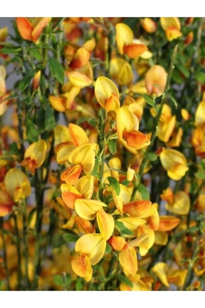 fidanistanbul Katır Tırnağı Sarı Turuncu Çiçekli Cytisus Apricot Gem İthal Sa...