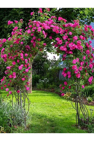 fidanistanbul Sarmaşık Gül Fidanı Koyu Pembe Rosa rampicanti Aushedge 120 cm ...