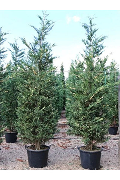 fidanistanbul Alacalı Leylandi Fidanı Cupressocyparis leylandii SILVER DUST 1...