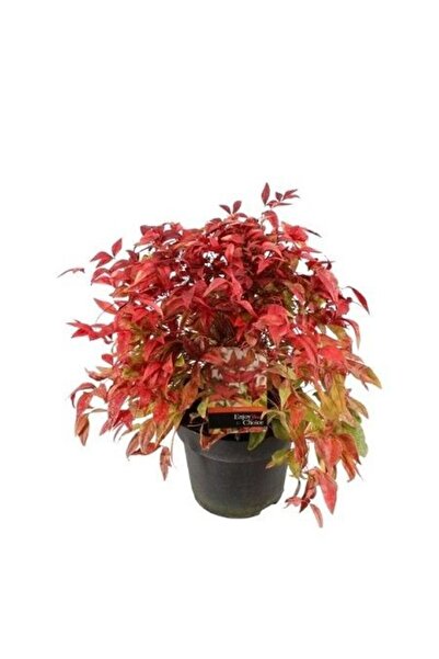 fidanistanbul Bodur Cennet Bambusu Nandina domestica Firepower Saksıda