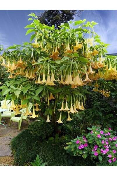 fidanistanbul Sarı Melek Borusu Brugmansia sp Angels Trumpet Yellow 80 100 cm...