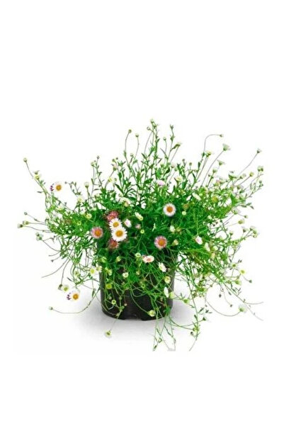 fidanistanbul Sarkan Papatya Erigeron karvinskianus Saksıda