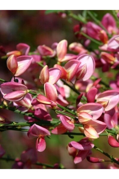 fidanistanbul Katır Tırnağı Pembe Cytisus praecox Hollandia İthal Saksıda