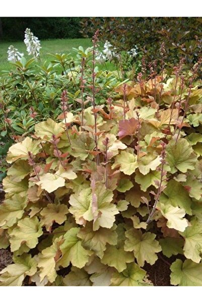 fidanistanbul Karamel Mercan Çanı Çiçeği Heuchera Caramel Saksıda