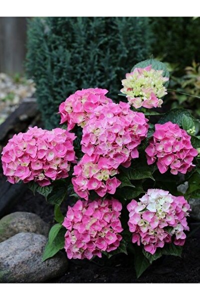 fidanistanbul Ortanca Fidanı Pembe Hydrangea macrophylla Pink Büyük Yaş
