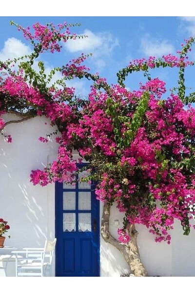 fidanistanbul Begonvil Fidanı Pembe Bougainvillea buttiana Pink 120 cm Büyük ...