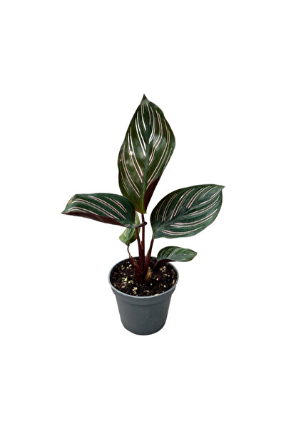Betonish Calathea Ornata 'Sanderiana' (Dua Çiçeği)