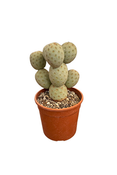 Betonish Tephrocactus Geometricus (Kaktüs)