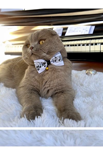 Melo Note Pattern Ribbon Cat and Small Breed Dog Collar