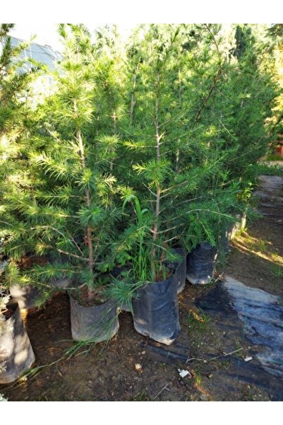 Mevsim Fidancılık Toros Sedir Çam Fidanı Boy 40cm) ( Katran Çam Fidanı )