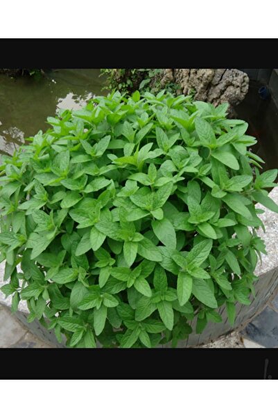 YEŞİLİMARKET Nane Fidesi Saksıda Organik Doğal Aromatik Fidan 1 adet Mutfakta Balkonda Bahçede