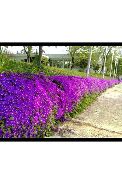 YEŞİLİMARKET Mor Acem Halısı Fidesi 10-15cm