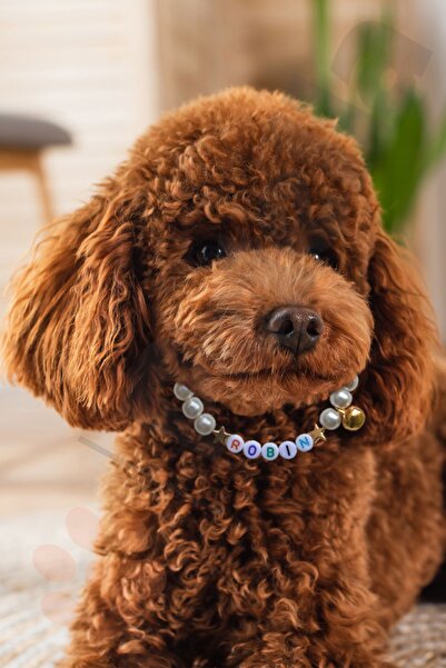 Petella İsimli Köpek Tasması Cam İncili Köpek Kolyesi Ayarlanabilir Köpek Boyun Tasması