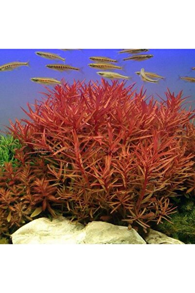 İthâl Bitki Nesaea Crassicaulis Saksı Canlı Bitki