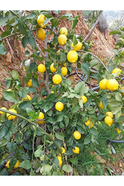 HAS ORGANİK Limon 3 kg (Dalından Taze Hasat)