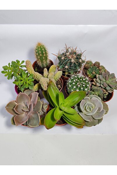 Wallstar 5 Kaktüs 5 Sukulent 10 adet Mix Set