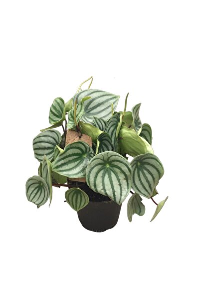 Betonish Peperomia Argyreia (Karpuz Çiçeği)