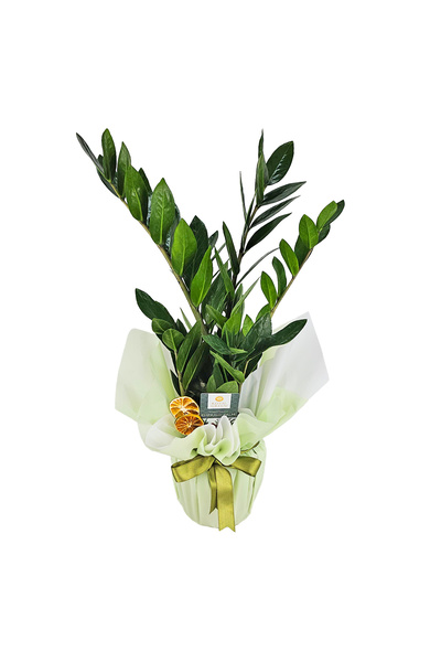 Nemabahçe Zeze Çiçeği - Zamia Zamiifolia