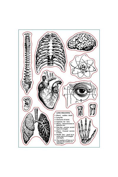 Choice Aech-03781 1 Sheet Human Body Silicone Clear Stamp Spine Brain Transparent Silicone Stamp Heart Lung