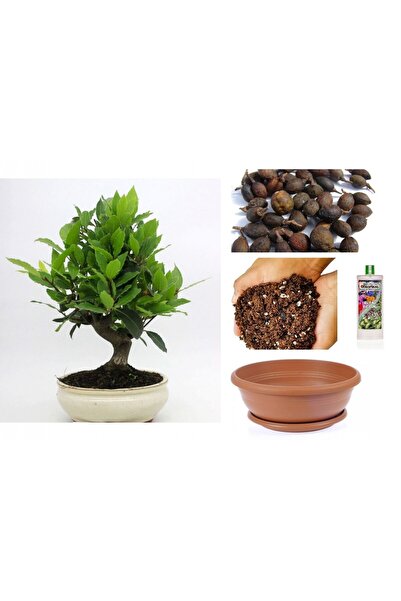 Tunç Botanik DEFNE AĞACI BONSAİ EKİM SETİ (TOHUM,TOPRAK,SAKSI,BİTKİ BESİNİ)