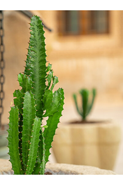 Ethos Plant Yeşil Süt Ağacı Kaktüs - Euphorbia Trigona Canlı Ev Bitkisi Ofis Bitkisi Salon Bitkisi İç Mekan