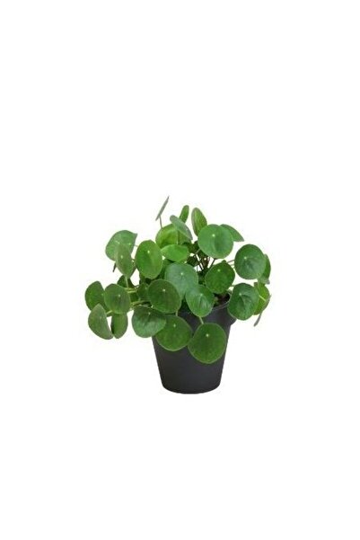 fidanistanbul Çin Para Çiçeği Pilea peperomioides 5 10 cm Saksıda