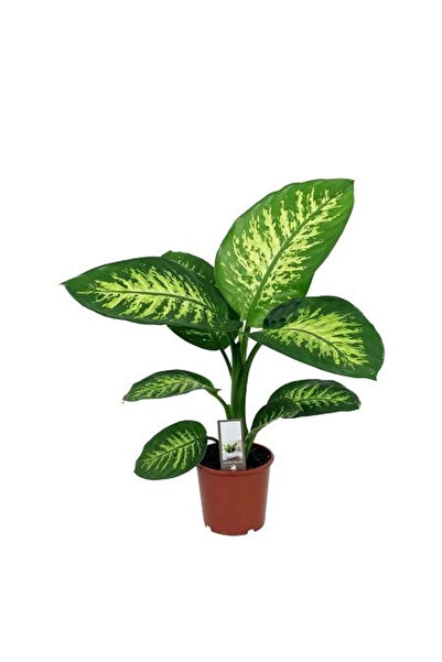 fidanistanbul Difenbahya Çiçeği Dieffenbachia Tropic Snow 40 60 Cm Saksıda