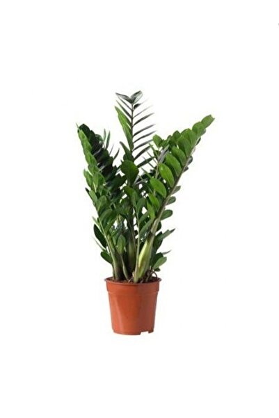 fidanistanbul Zamia Zeze Çiçeği Zamioculcas Zamiifolia Saksıda