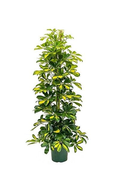 fidanistanbul Alacalı Şeflera Schefflera arboricola Gold Capella 120 cm Saksıda