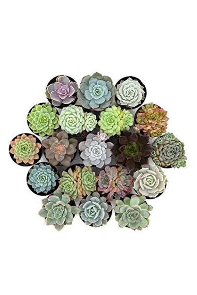 fidanistanbul Eşeverya Echeveria Mini Mix 6 Adet 5,5 cm Saksıda