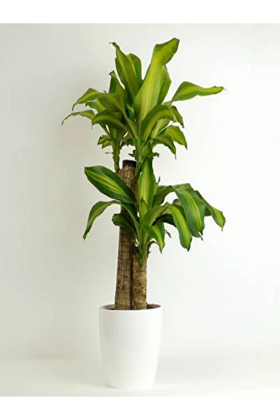 fidanistanbul Dracaena fragransMassengena İkili 80 100 cm Saksıda