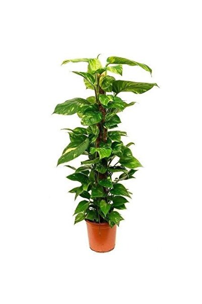 fidanistanbul Pothos Sarmaşığı Epipremnum aureum 60 80 cm Saksıda