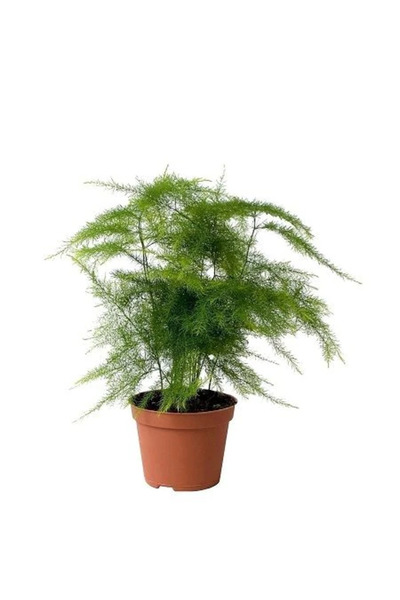 fidanistanbul Tül Kuşkonmaz Çiçeği Asparagus setaceus Plumosus Saksıda