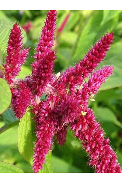 fidanistanbul Horoz İbiği Çiçeği Celosia Argentea Saksıda 1 Adet